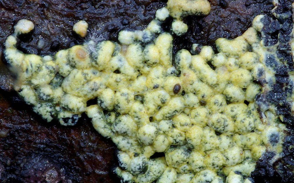 Physarum conglomeratum